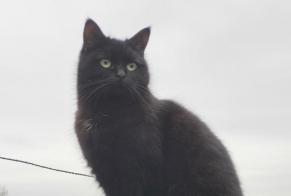 Vermisstmeldung Katze  Weiblich , 5 jahre Isle Frankreich