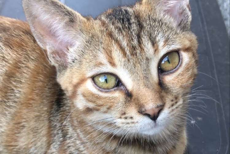 Vermisstmeldung Katze Weiblich , 3 jahre Angers Frankreich