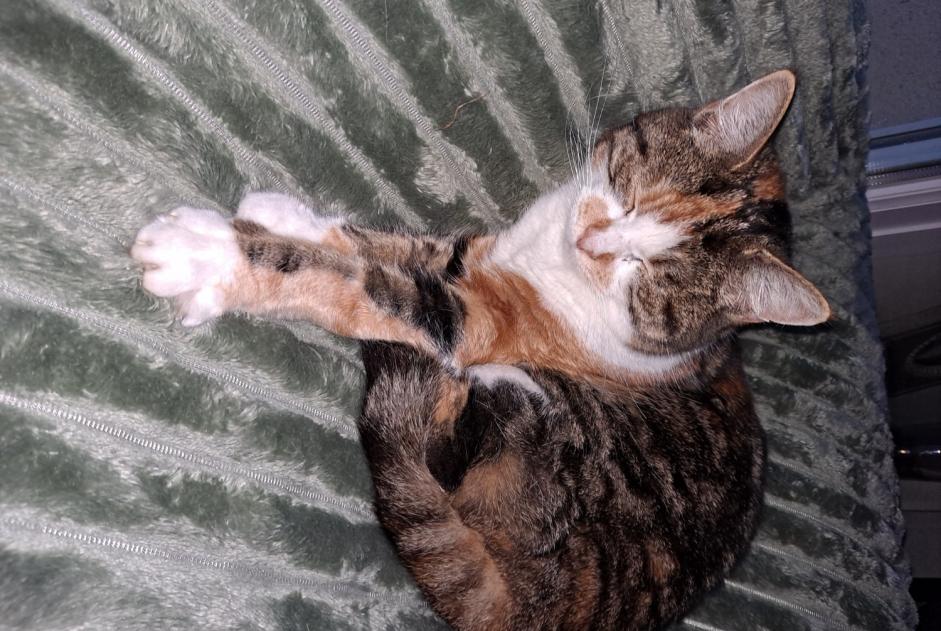 Vermisstmeldung Katze rassenmischung Weiblich , 7 jahre Rots Frankreich
