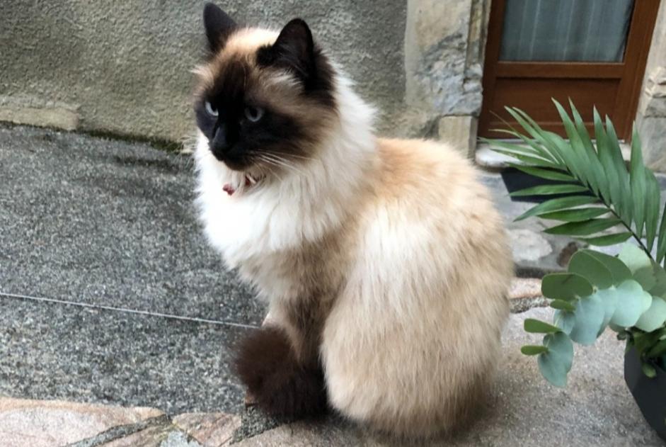 Vermisstmeldung Katze rassenmischung Weiblich , 8 jahre Camblanes-et-Meynac Frankreich