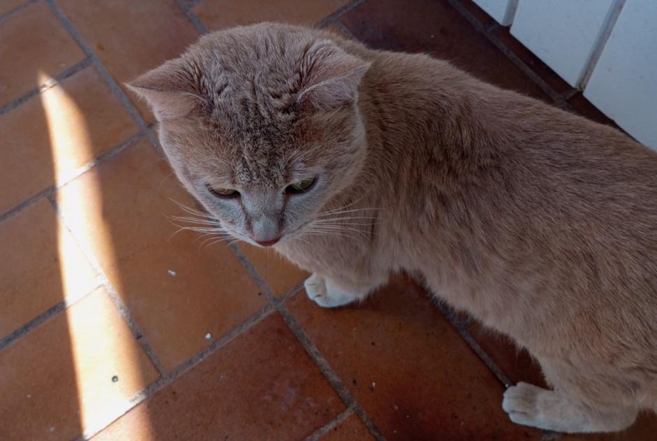Vermisstmeldung Katze rassenmischung Männliche , 1 jahre Le Cannet-des-Maures Frankreich