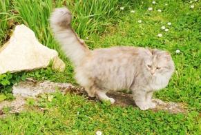 Fundmeldung Katze Unbekannt Mosnac Frankreich