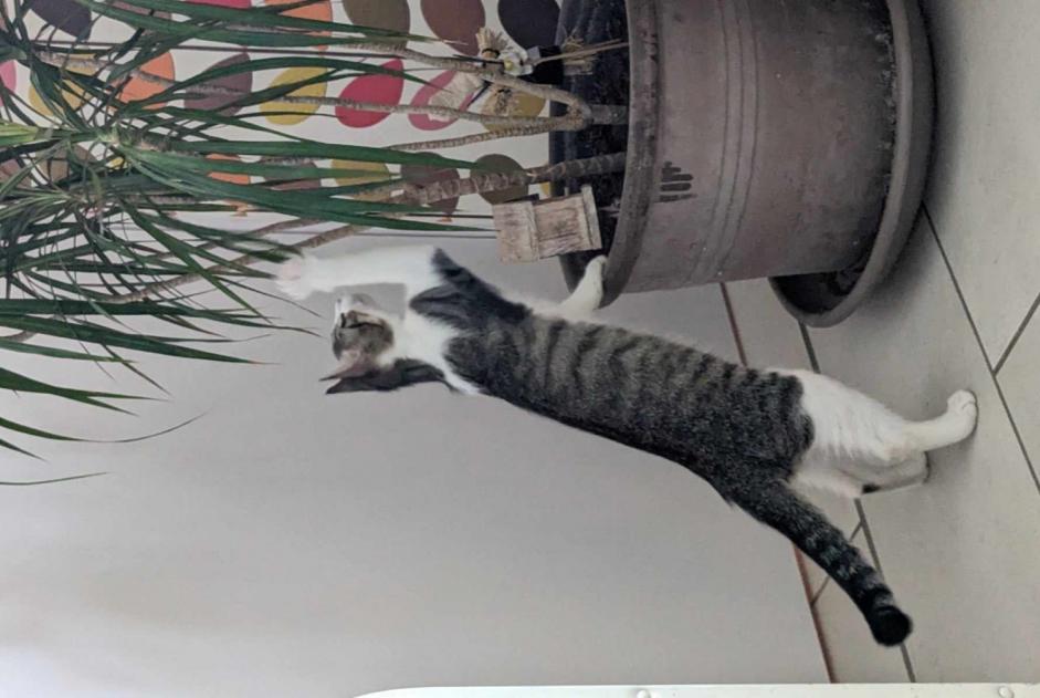 Vermisstmeldung Katze  Weiblich , 1 jahre Aubière Frankreich