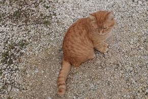 Vermisstmeldung Katze Männliche , 2 jahre Villeneuve-lès-Avignon Frankreich