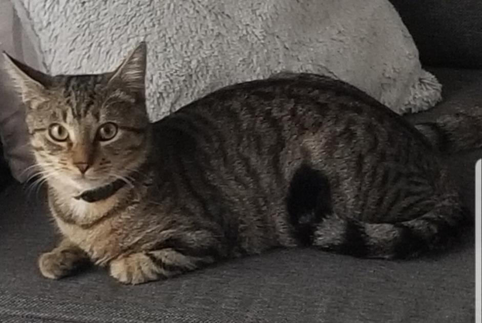 Vermisstmeldung Katze  Männliche , 1 jahre Limoges Frankreich
