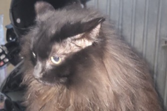 Vermisstmeldung Katze  Männliche , 3 jahre Entraigues-sur-la-Sorgue Frankreich