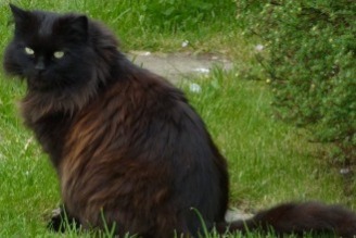 Vermisstmeldung Katze  Männliche , 3 jahre Entraigues-sur-la-Sorgue Frankreich