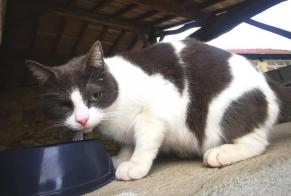 Fundmeldung Katze rassenmischung Unbekannt Saint-Seurin-sur-l'Isle Frankreich