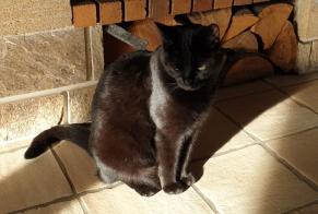 Vermisstmeldung Katze Weiblich , 3 jahre Gervans Frankreich