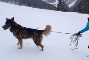 Vermisstmeldung Hund rassenmischung Männliche , 4 jahre Saint-Gervais-les-Bains Frankreich