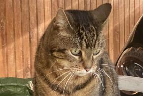 Vermisstmeldung Katze  Weiblich , 13 jahre Brunoy Frankreich
