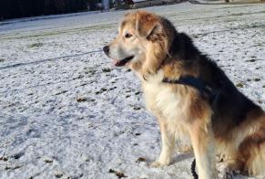 Vermisstmeldung Hund rassenmischung Weiblich , 7 jahre Le Prévoux Schweiz