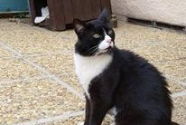 Vermisstmeldung Katze  Männliche , 10 jahre Loriol-sur-Drôme Frankreich