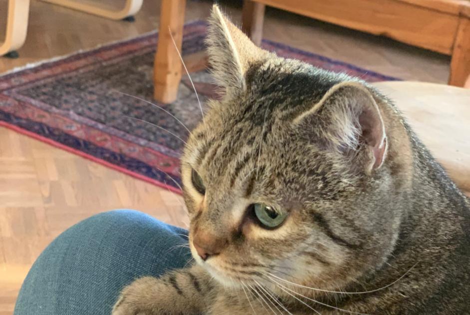 Vermisstmeldung Katze Weiblich , 9 jahre Aix-en-Provence Frankreich