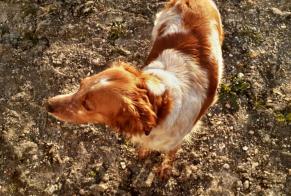 Fundmeldung Hund  Weiblich Cherves-Richemont Frankreich
