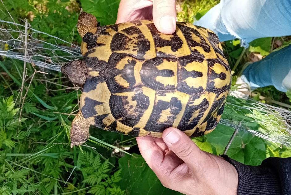Fundmeldung Schildkröte Unbekannt Mougins Frankreich