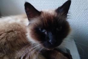 Fundmeldung Katze  Männliche , 6 Jahre Le Chay Frankreich