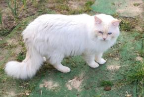Fundmeldung Katze Unbekannt , 5 Jahre Laneuveville-devant-Nancy Frankreich