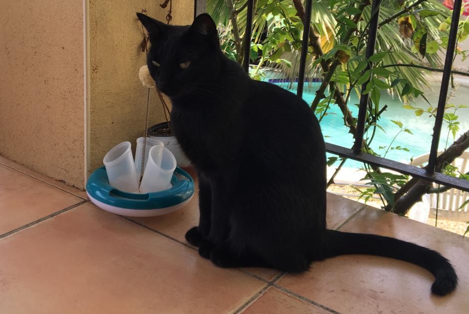Vermisstmeldung Katze Weiblich , 9 jahre Mauguio Frankreich