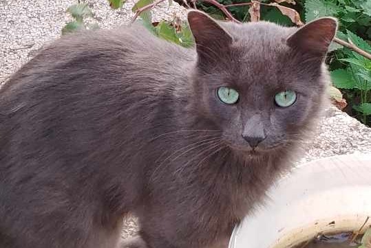 Vermisstmeldung Katze Männliche , 2 jahre Saint-Julien-sur-Reyssouze Frankreich
