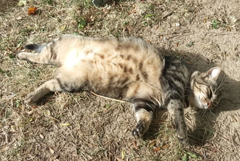 Vermisstmeldung Katze  Weiblich , 6 jahre La Chaux-du-Dombief Frankreich