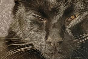 Vermisstmeldung Katze  Männliche , 1 jahre Saint-Chamond Frankreich