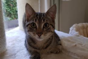 Vermisstmeldung Katze Männliche , 4 jahre Quédillac Frankreich