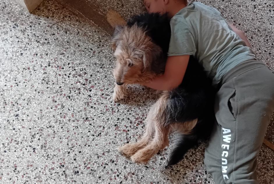 Vermisstmeldung Hund rassenmischung Weiblich , 3 jahre Clamerey Frankreich