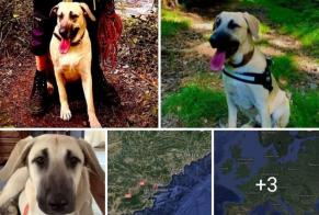 Vermisstmeldung Hund rassenmischung Weiblich , 3 jahre Roquebrune-sur-Argens Frankreich