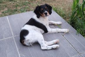 Vermisstmeldung Hund  Weiblich , 1 jahre Boisné-la-Tude Frankreich