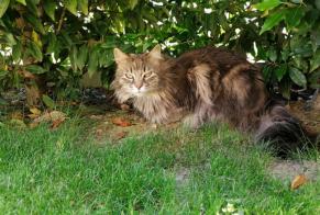 Vermisstmeldung Katze Weiblich , 5 jahre Saint-Philbert-de-Bouaine Frankreich