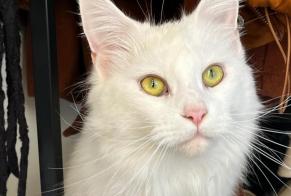 Vermisstmeldung Katze  Weiblich , 1 jahre Millas Frankreich