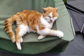 Vermisstmeldung Katze Männliche , 18 jahre Bain-de-Bretagne Frankreich
