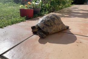 Fundmeldung Schildkröte Unbekannt Valencin Frankreich