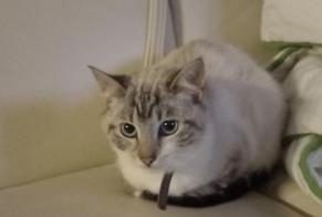 Vermisstmeldung Katze  Weiblich , 2 jahre Anse Frankreich