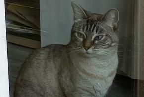 Vermisstmeldung Katze  Weiblich , 2 jahre Brest Frankreich
