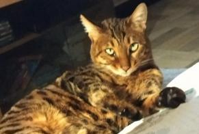 Vermisstmeldung Katze  Weiblich , 5 jahre Villefranche-sur-Saône Frankreich