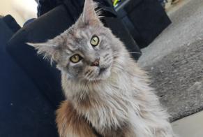 Vermisstmeldung Katze  Männliche , 4 jahre Orléans Frankreich