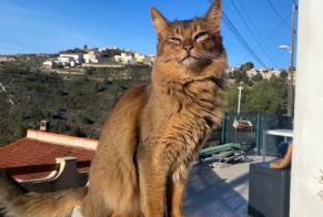 Fundmeldung Katze  Unbekannt Marseille Frankreich