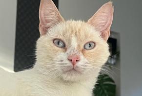 Vermisstmeldung Katze rassenmischung Männliche , 2 jahre Boinvilliers Frankreich
