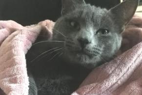 Vermisstmeldung Katze rassenmischung Männliche , 2024 jahre Corneilhan Frankreich
