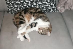 Vermisstmeldung Katze  Weiblich , 8 jahre Longuyon Frankreich