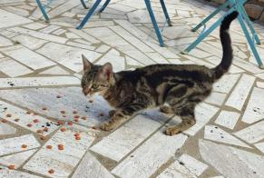 Fundmeldung Katze rassenmischung Weiblich , Zwischen 9 und 12 Monaten Montreuil-sous-Pérouse Frankreich