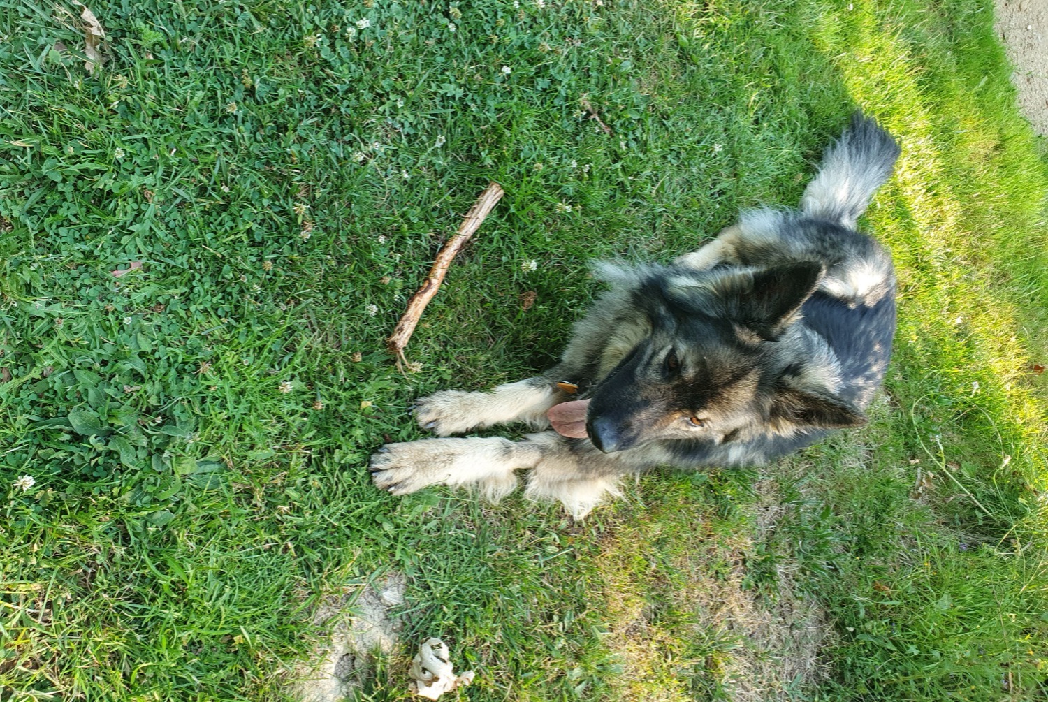Vermisstmeldung Hund  Weiblich , 7 jahre Presinge Schweiz
