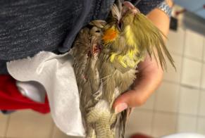 Fundmeldung Vogel Unbekannt Soignies Belgien