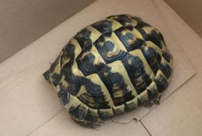 Fundmeldung Schildkröte Weiblich Pollestres Frankreich
