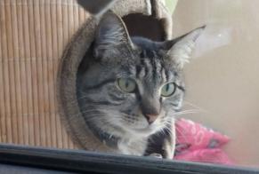 Vermisstmeldung Katze Weiblich , 10 jahre Saint-Laurent-de-Mure Frankreich