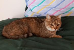 Fundmeldung Katze Weiblich , 10 Jahre Chenevelles Frankreich