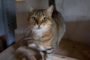 Vermisstmeldung Katze  Weiblich , 6 jahre Aulnay-sous-Bois Frankreich