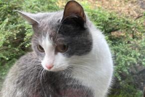 Fundmeldung Katze Weiblich Aiseau-Presles Belgien